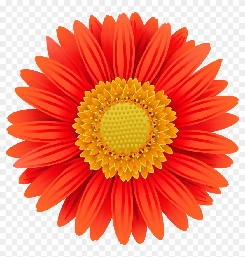 Orange Gerbera Transparent Clip Art Png Image - Study Island Blue Ribbon #224453