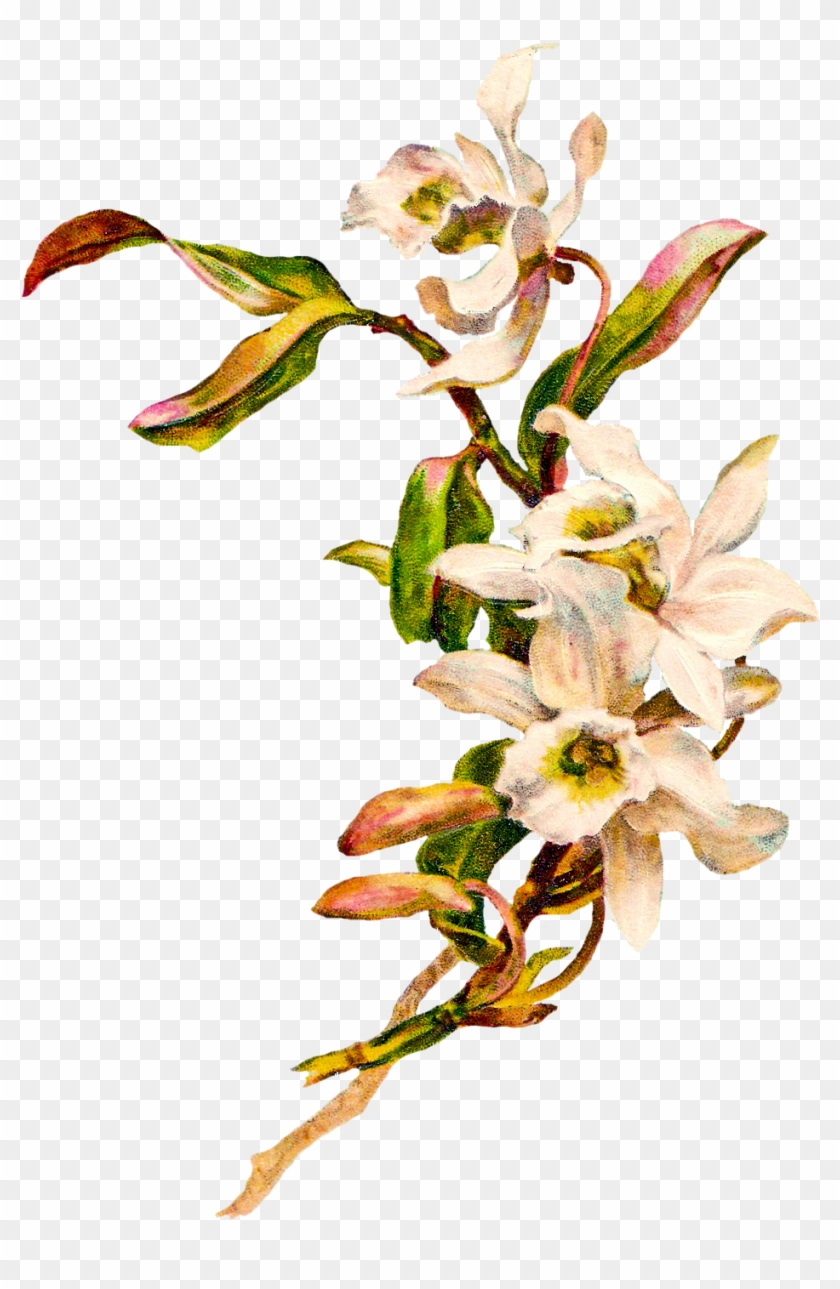 Clipart Free Download Victorian Silhouette Orchid Image - Art Nouveau Flowers Png #224483