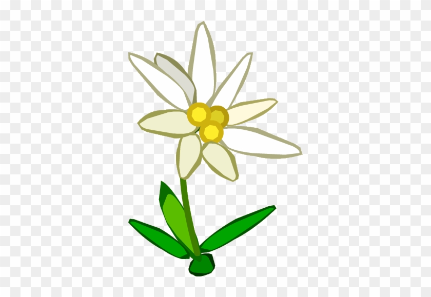 Edelweiss Flower Clip Art Edelweiss Flower Clip Art - Edelweiss Flower Clip Art #224497