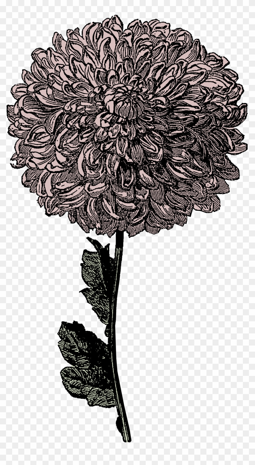 Victorian Clipart - Vintages Blumenchrysantheme-grau Und Pfirsich 8,9 X #224521