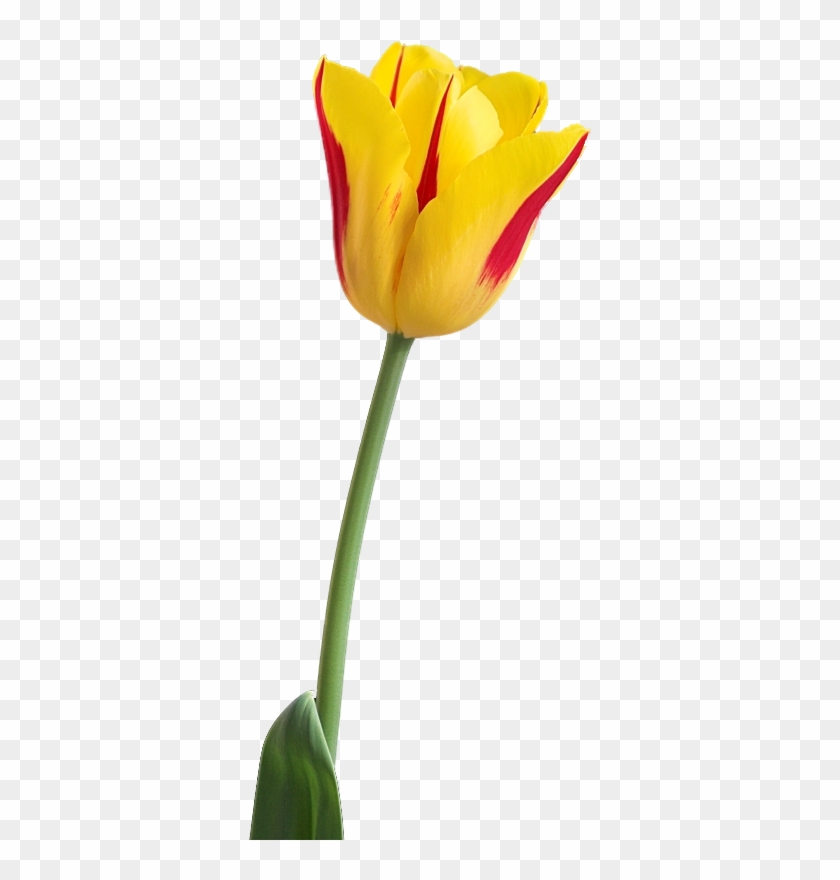 Tulip Png Images Free Download - Yellow Tulip Flower Png #224976