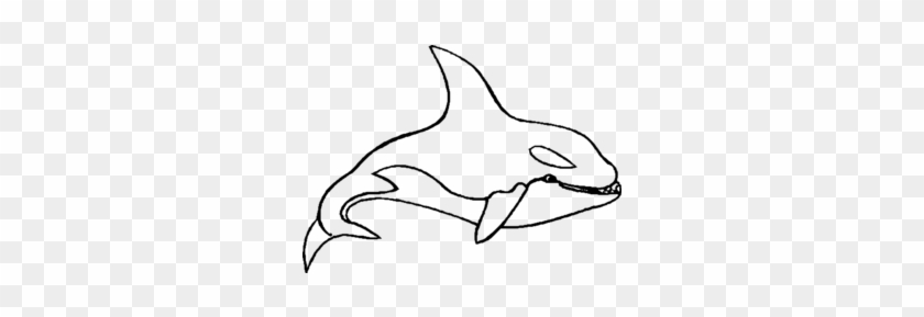 Orca Zum Ausmalen