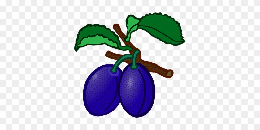 Education Fruit Plum School Teaching Educa - Clip Art Of Plum #225176