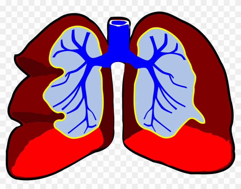 Lungs-296392 - Es Organo En Biologia #225741