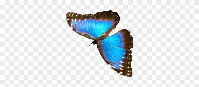 Natur, Tiere, Schmetterling, Insekt - Blue Morpho Butterfly #225863