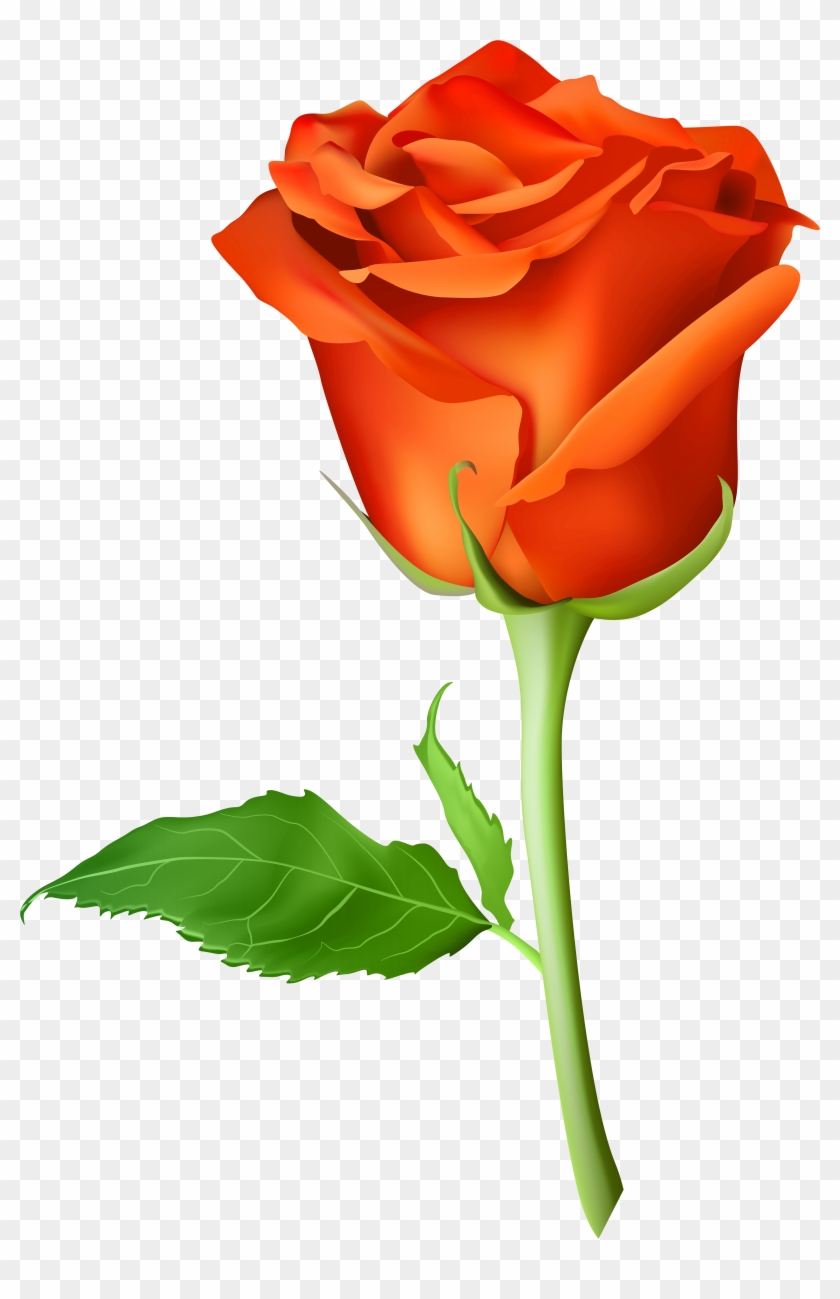 Rose Orange Transparent Png Clip Art Image - Rose Orange Png #226257