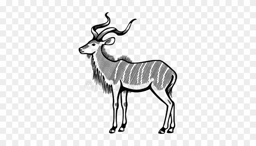 Drawing Hippopotamus Antelope - Kudu Template #1433898