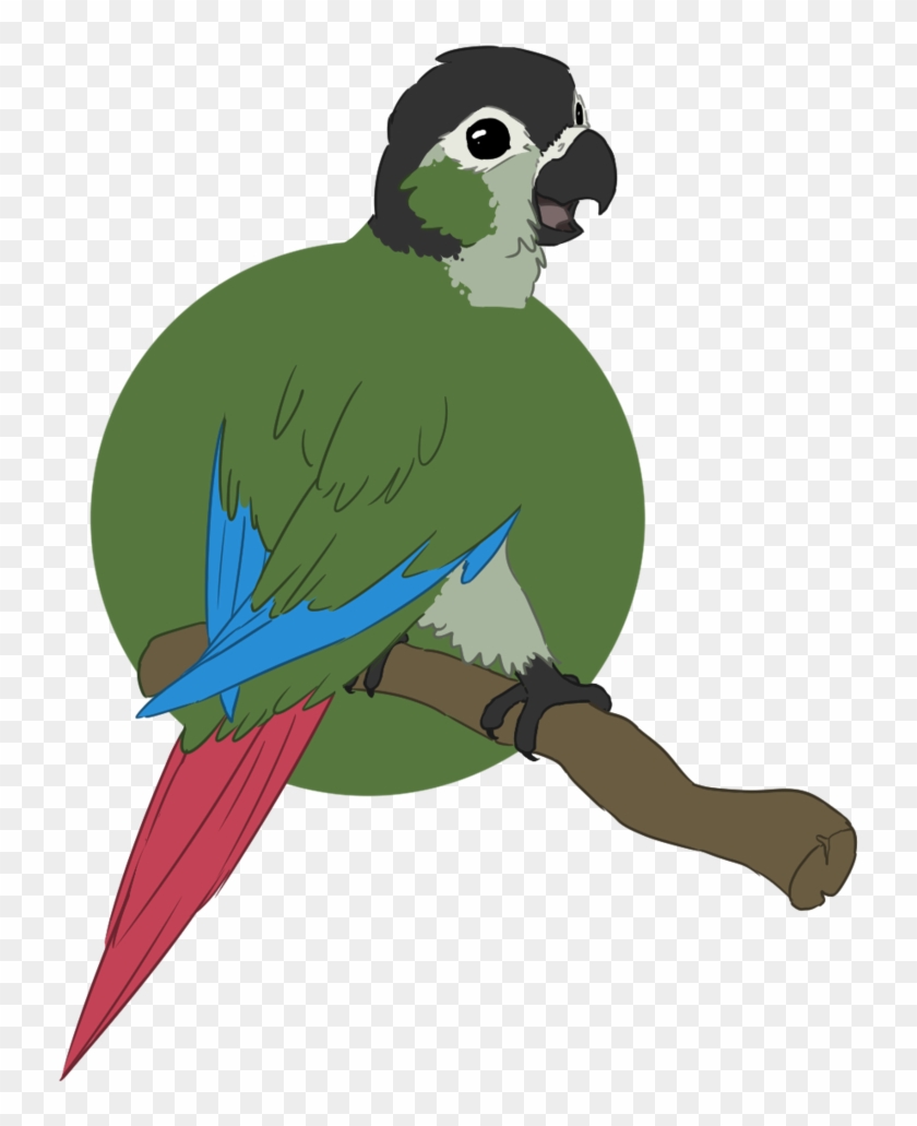 Clipart Library Download Birb Drawing Conure - Macaw #1434015