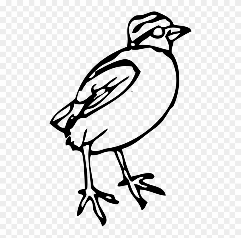 Bird Feet And Legs Drawing Download Line Art - Bird Clipart #1434662