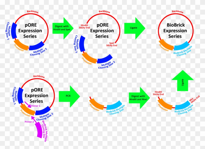 Team Harvard Vectors Igem - Diagram #1434685