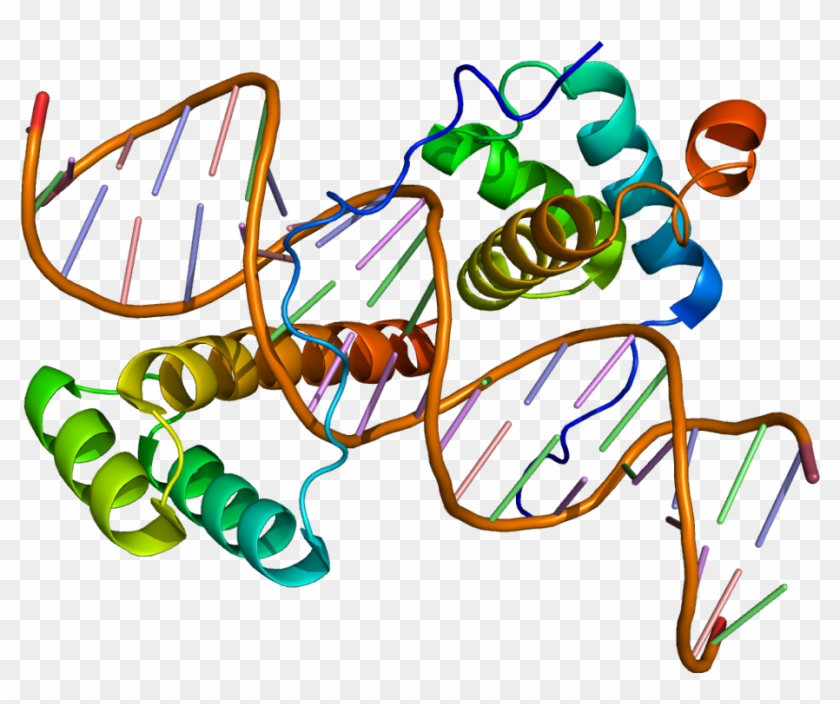 Meis 1 Protein Structure #1434807