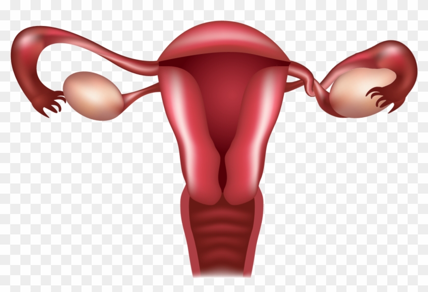 An Ovarian Torsion Is Considered A Medical Emergency - Process Estrogen And Progesterone #1434979