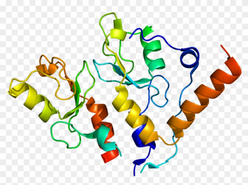Bmi1 The Stem Cell Self-renewal Molecule - Bmi1 #1435005