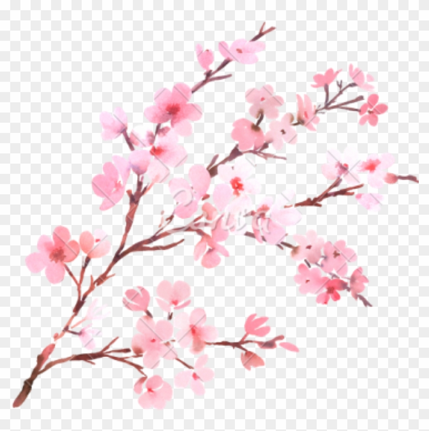 Clipart Png Download Cherry Blossom Free Png Transparent - Transparent Background Cherry Blossom Png #1435818