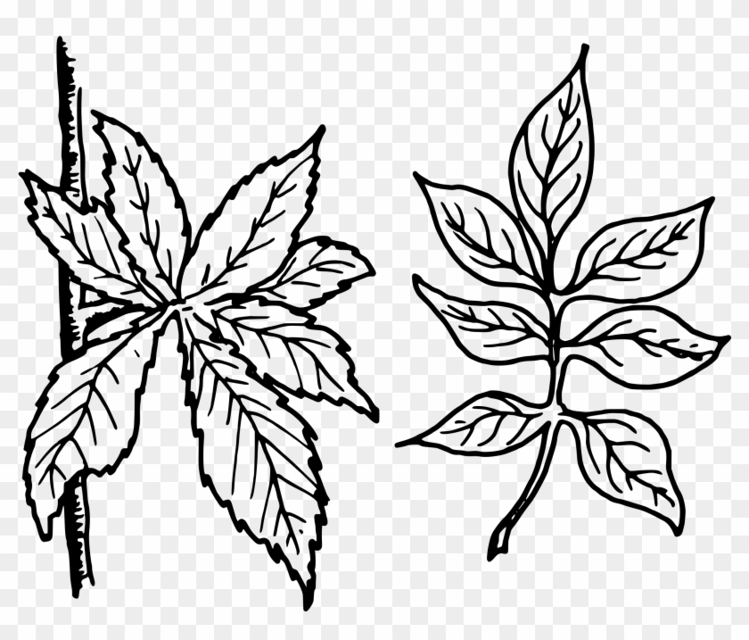 Big Image - Compound Leaf Clipart Black And White #1435904