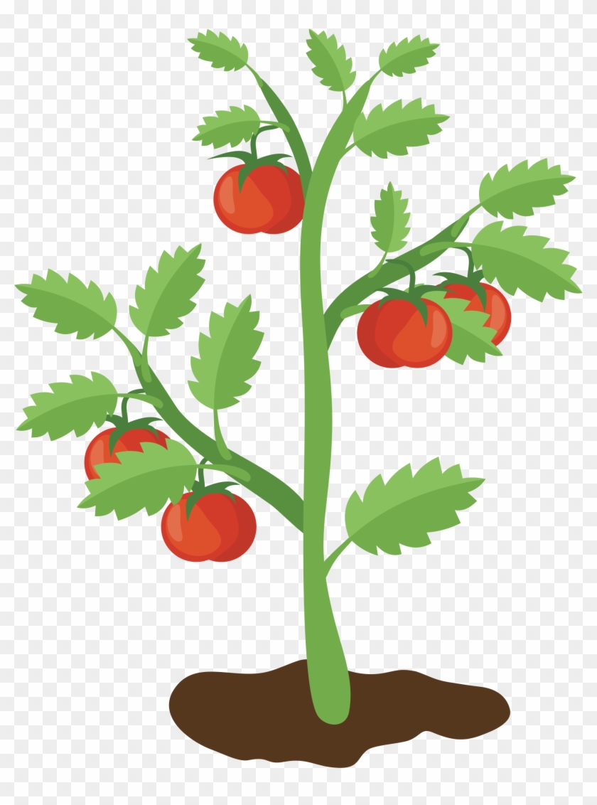 Big Image - Clip Art Tomato Plant #1437407