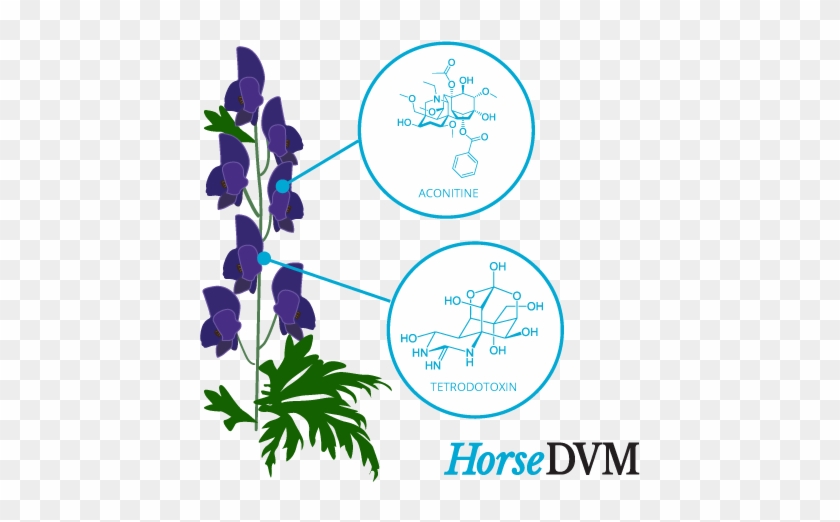 Clip Wolfsbane Drawing Plant - Monkshood Parts #1437558