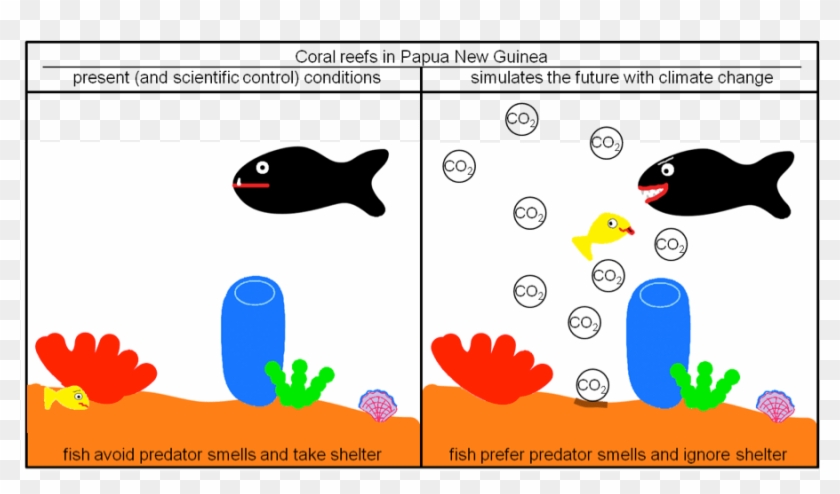 Damselfish In Distress On Ocean Acidification And - Behavioral Impairment In Reef Fishes Caused By Ocean #1437810