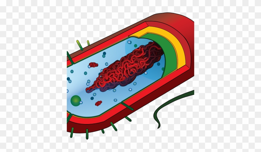 Zoom Down In Any Area In Your Home, And You Will Find - Prokaryotic Cell Diagram #1438003