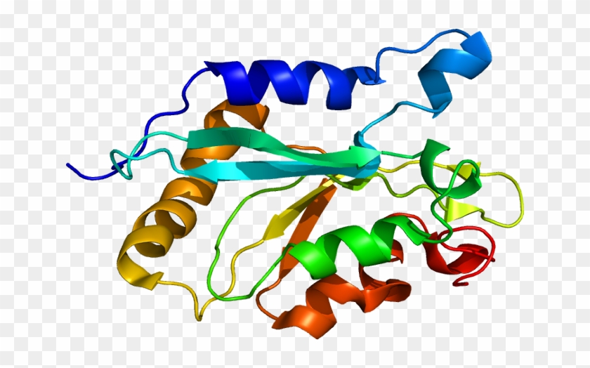 Cofilin 1 #1438146