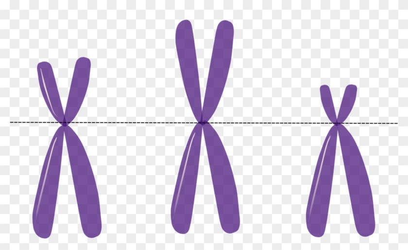 Chromosome Genetics Heredity Dna - Rett Syndrome Clip Art #1438581