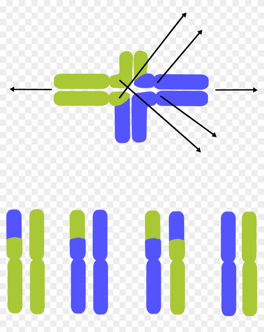 Chromosome Dna Lactic Acid Computer Icons Chromosomal - Chromosome #1438583