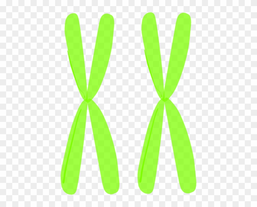 Homologous Chromosomes Clipart #1438584