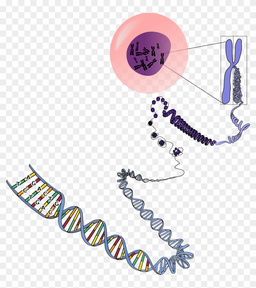 Chromosomes Deconstructed Clipart - Many Chromosomes Do Humans Have #1438586