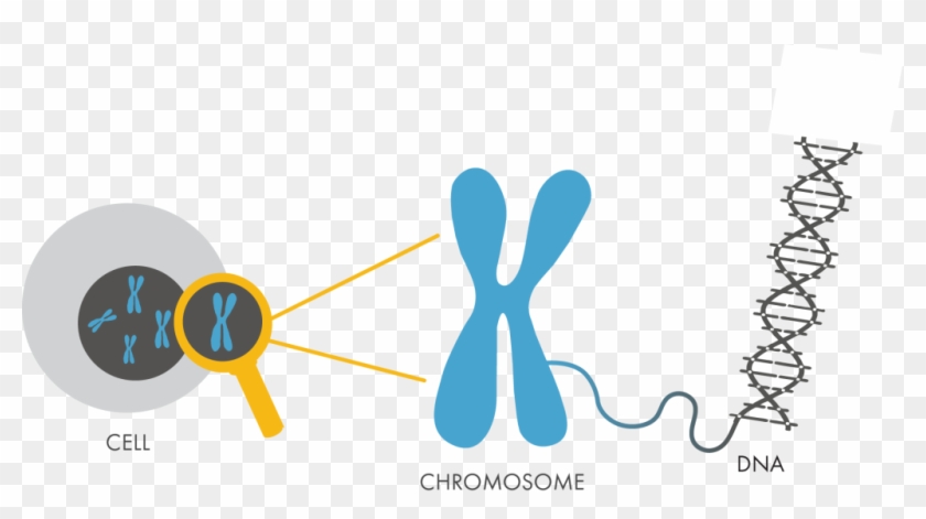 Clip Art Freeuse Library Genetics Recombine Handbook - Transparent Chromosome Png #1438602