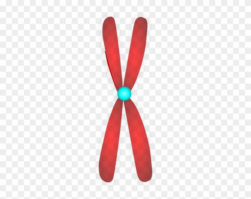 Chromosome Clip Art At Clkercom Vector Online - Clip Art #1438612