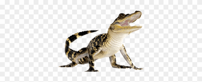 Graphic Freeuse Library Walking Transparent Png Stickpng - Baby Crocodile Png #1439401