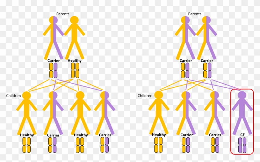 A Defect Cftr Gene Results In Absent Or Faulty Cftr, - A Defect Cftr Gene Results In Absent Or Faulty Cftr, #1439867