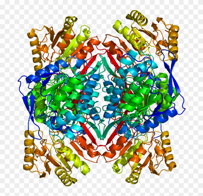 Aldh2 Protein Structure #1439935