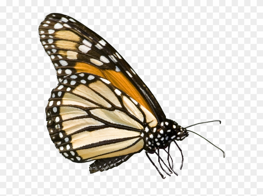 Free Library Federal Government Clipart - Monarch Butterfly #1439988