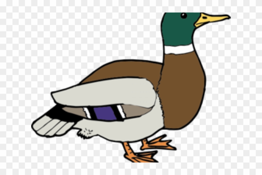 Wood Duck Clipart Face - Clip Art #1440008