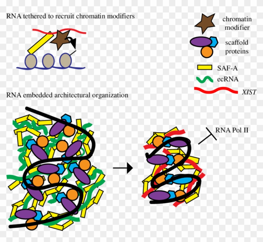 Distinct Models For Xist Rna Chromosomal Interactions - Distinct Models For Xist Rna Chromosomal Interactions #1440725