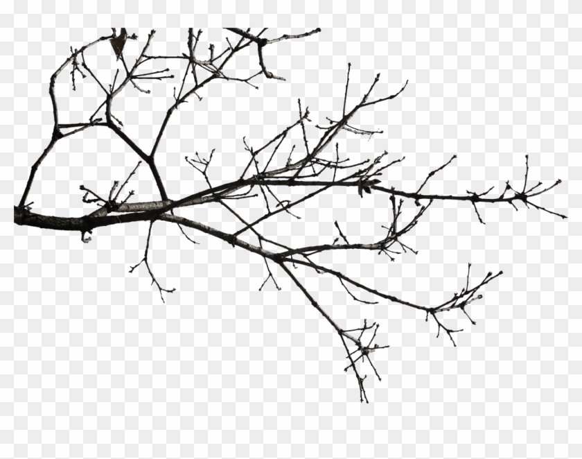 Twig Drawing Elder Clipart Freeuse Stock - Gambar Ranting Kering Png #1440962