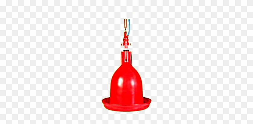 Jumbo Drinker - Bird #1441078