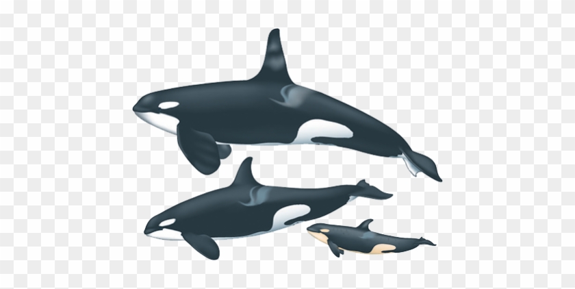 Orca Male And Female #1441232