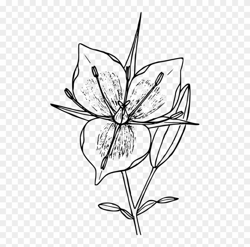 Floral Design Drawing Flower Line Art Computer Icons - Mariposa Flower Clipart #1441327
