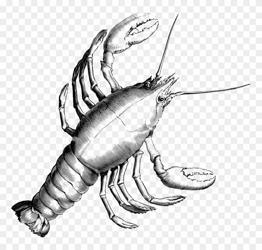 Lobster, Crab, Crustacean, Crayfish, Shrimp, Crawfish - Cancer Constellation #1441865