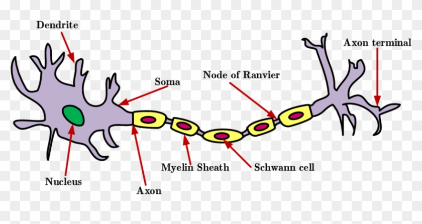 1 The Structure Of A Neuron Download Scientific Diagram - Neuron #1442058