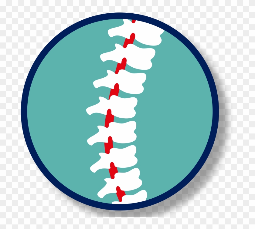 Cspinal Cord - Spinal Cord - Free Transparent PNG Clipart Images Download. 