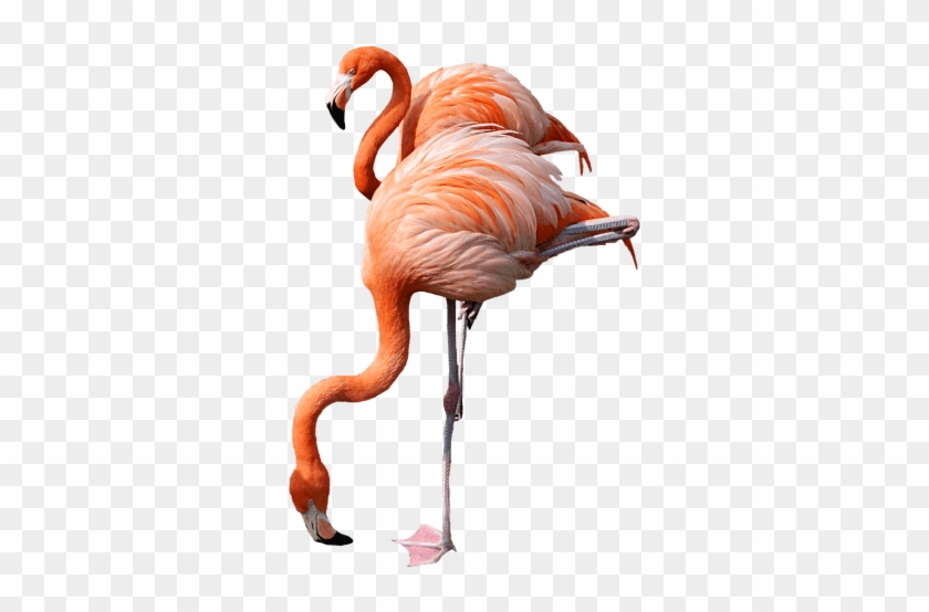 Svg Freeuse Png Images Toppng Transparent - Png Transparent Flamingo #1443322