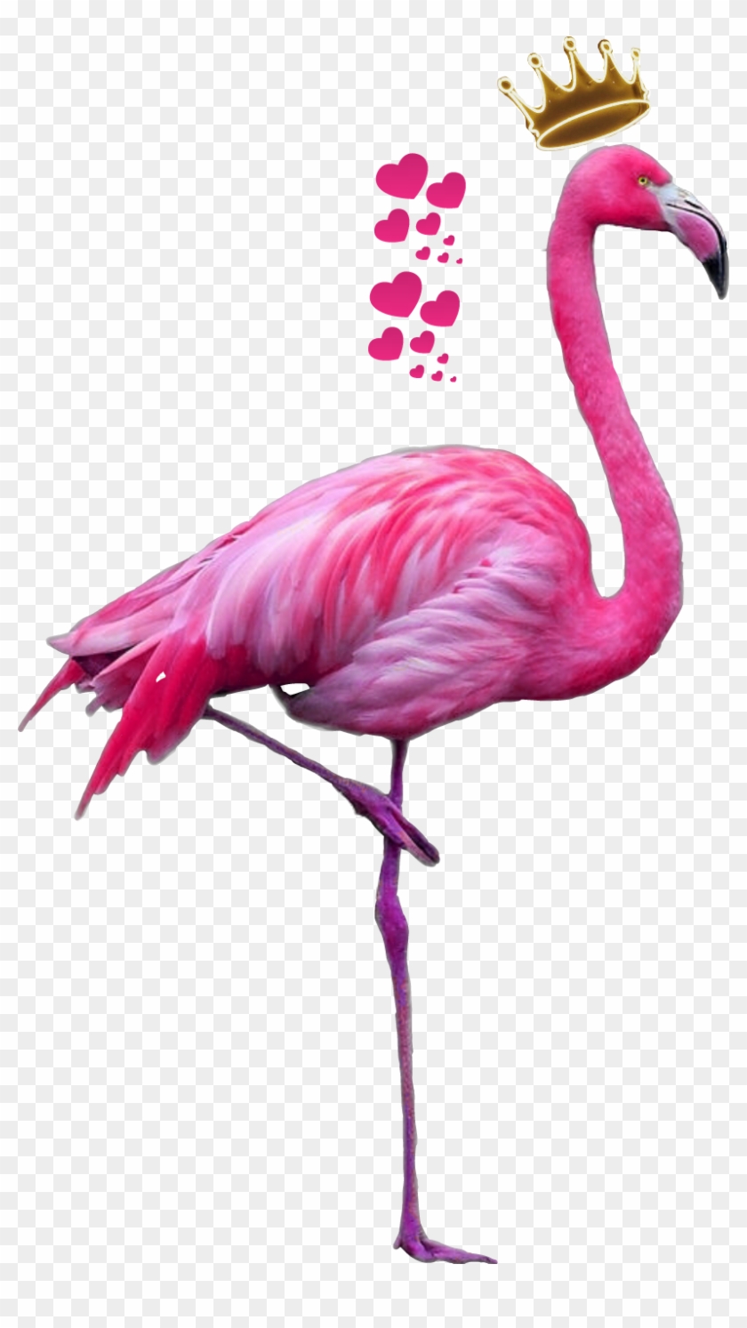 Tumblr Flamingo - Девушка Фламинго Рисунок #1443326