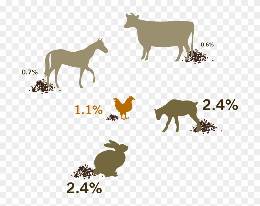 Svg Transparent Bird Poop Clipart - Goat Poop Vs Rabbit Poop #1443632