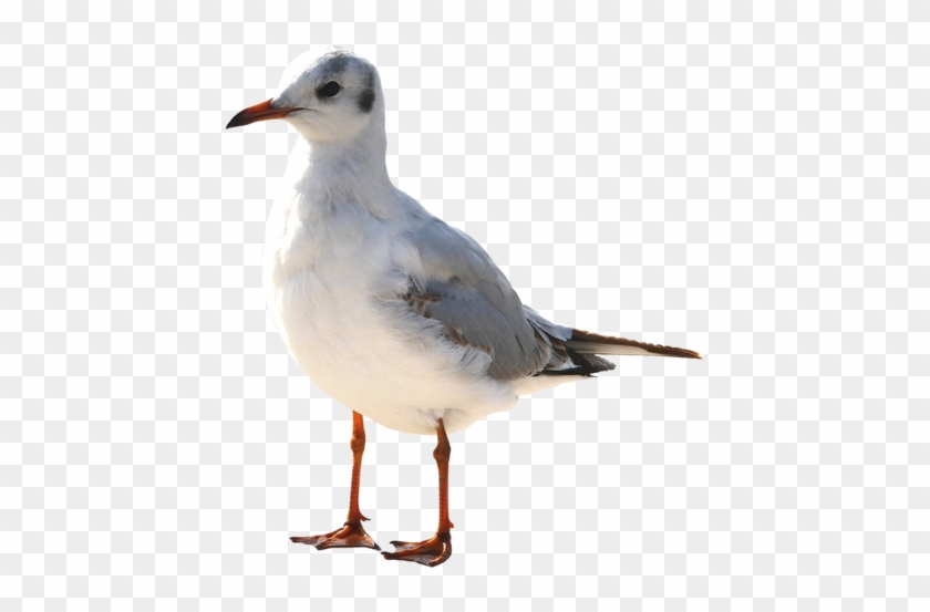 Gull Png - Portable Network Graphics #1445190
