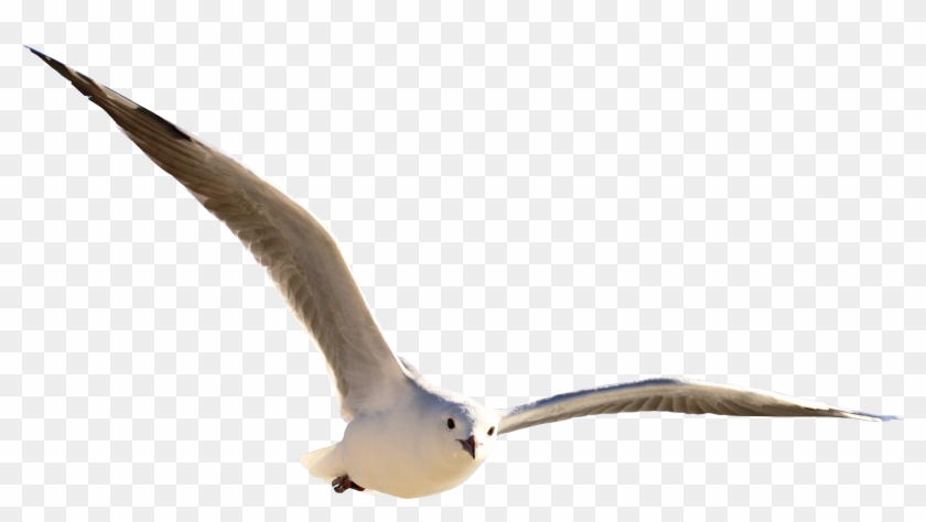 Gull Png - Birds Flying No Background #1445195