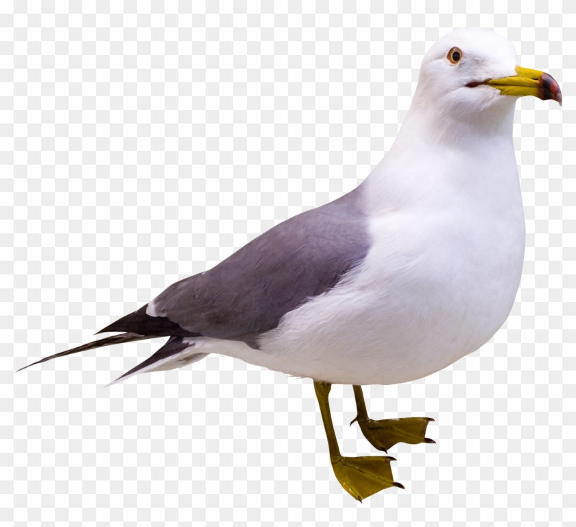 Gull Png - Portable Network Graphics #1445197