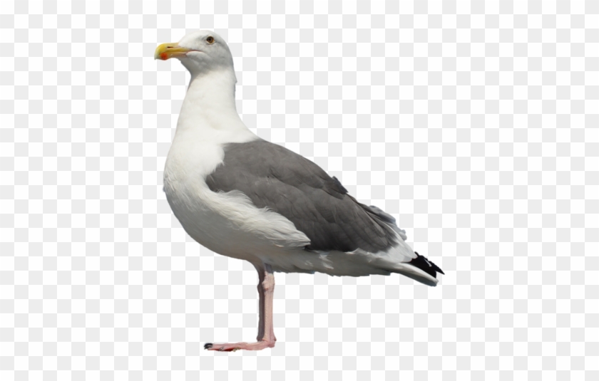 Gull Png - Seagull Png #1445201